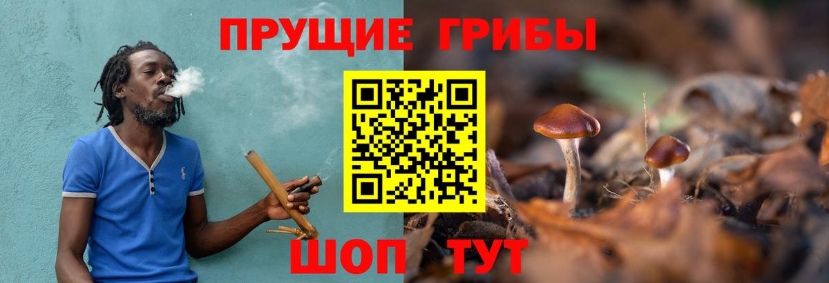 Псилоцибиновые грибы Psilocybe  Вход с VPN  Лабинск 